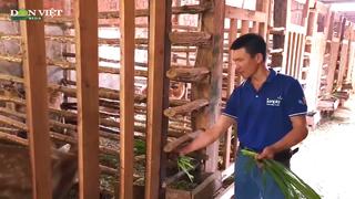 Nuôi 1 loài động vật hoang dã, nông dân Kon Tum thu lãi 300 triệu đồng mỗi năm