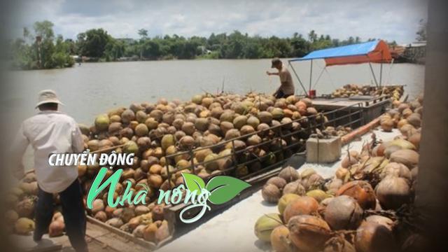 Chuyển động Nhà nông 28/10: Giá dừa khô tăng cao, "ngôi sao" trong các loại nông sản ở miền Tây