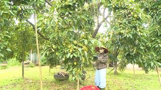 Người dân đổi nhờ trồng cây hồng vuông trên vùng “đất thiêng” Đồng Lộc, tỉnh Hà Tĩnh