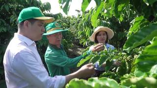 Canh tác cà phê thông minh thích ứng với biến đổi khí hậu