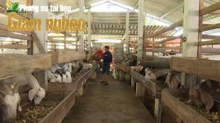 Nuôi dê nhốt chuồng – Hướng đi bền vững giúp người dân Sơn Tiến, Hà Tĩnh thoát nghèo