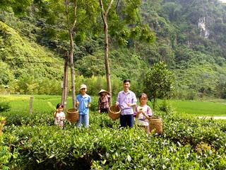 Từ đồi chè xanh đến điểm hẹn trải nghiệm – Giấc mơ du lịch sinh thái của chàng trai trẻ Thái Nguyên