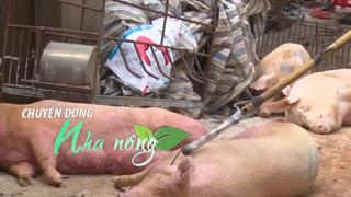 Chuyển động Nhà nông 29/7: Đồng Nai “mạnh tay” đề xuất tăng 5 lần phạt giết mổ lợn không phép