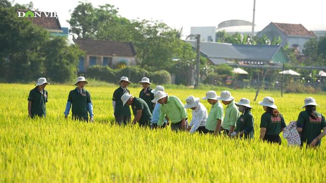 VNR98 -  "Vũ khí mới" giúp nông dân vượt hạn, thắng sâu bệnh!
