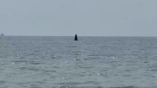 NÓNG: Cá voi xuất hiện ở vùng biển Mũi Né, tỉnh Lâm Đồng thu hút nhiều người quan tâm