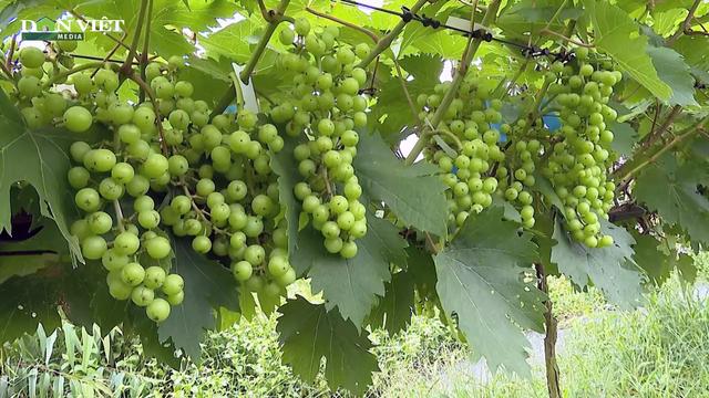 Yên Bái: Ngọt ngào nho sữa Hàn Quốc giữa đảo hồ Thác Bà loading=