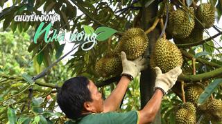 Chuyển động Nhà nông 31/7: Lâm Đồng công bố 39 loại thuốc bảo vệ thực vật được phép sử dụng cho sầu riêng