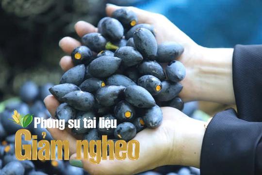 Cây trám đen – Hướng giảm nghèo bền vững ở xã Điềm Thụy, tỉnh Thái Nguyên loading=
