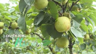 Chuyển động Nhà nông 20/8: Mùa lê xanh Cao Bằng - Quả to, giòn ngọt, chuẩn VietGAP nâng tầm thương hiệu