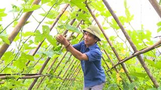 Từ đất đồi cằn sỏi đá thành vườn bí xanh mướt, nông dân Hà Tĩnh đổi thay cuộc sống