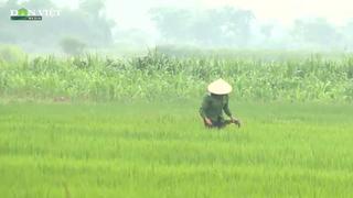Ninh Bình khuyến cáo phòng trừ sinh vật gây hại, bảo vệ cây trồng vụ Đông Xuân