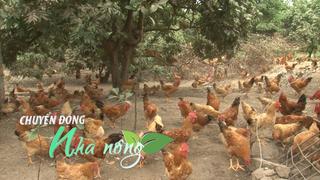 Chuyển động nhà nông 11/9: 2 giống gà mới, nuôi kiểu an toàn sinh học, thịt thơm ngon đang được ưa chuộng ở Hải Phòng
