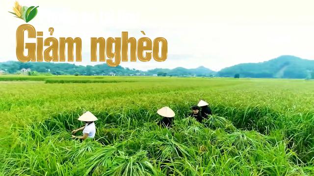 Giảm nghèo bền vững từ đổi thay trong tư duy làm nông: Điểm sáng ở Hợp Thành, Thái Nguyên loading=