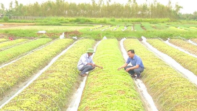 Nông dân Hà Tĩnh tăng tốc trồng rau vụ đông để kịp cung ứng trường cuối năm loading=