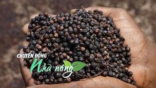 Chuyển động Nhà nông 21/10: Giá tiêu tăng 500 đồng/kg ở một số vùng, giá lợn hơi Việt Nam diễn biến mới