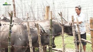 Phát huy hiệu quả tiềm năng kinh tế vùng hồ Thác Bà