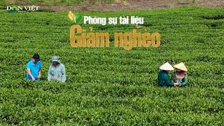 “Vị ngọt trên đất đá” - Hành trình cây chè thức tỉnh trên đất khó Phiêng Cằm