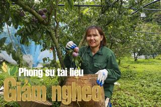 Cây đặc sản – Lối thoát nghèo nơi vùng cao Phiêng Khoài, Sơn La