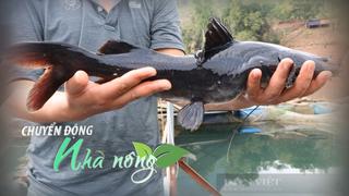 Chuyển động Nhà nông 10/11: Nông dân miệt mài nuôi cá lăng, vươn lên làm giàu trên dòng sông Đà
