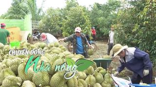 Chuyển động Nhà nông 26/7: Nông dân “thấp thỏm” chờ thương lái chốt vườn sầu riêng ở Đắk Lắk