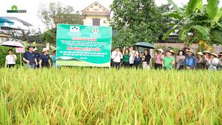 Trồng lúa trên đất “khó”, người dân Vĩnh Phúc đã dùng cách này để đạt năng suất vượt trội