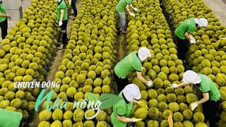 Chuyển động Nhà nông 16/10: Trung Quốc chi 800 triệu USD để mua sầu riêng Việt Nam