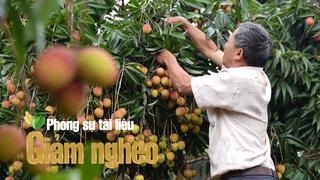 Không phải cà phê hay sầu riêng, đây mới là loại cây ăn quả giúp nông dân Đắk Lắk thoát nghèo thành tỷ phú