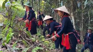 Lào Cai: Đồi quế tập thể tạo 'bản lề' cho hạ tầng nông thôn mới Tà Lành