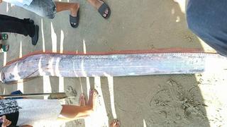 Hiếm thấy: Cá hố rồng khổng lồ dạt vào bờ biển La Gi, người dân lập tức mang đi an táng