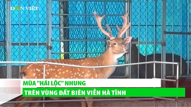 Mùa 'hái' lộc nhung trên vùng đất biên viễn Hà Tĩnh