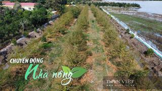 Chuyển động Nhà nông 6/11: Dừa khô miền Tây chờ “sóng mới”, nông dân chịu chi 1,5 tỷ để hồi sinh sầu riêng