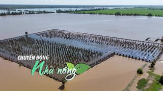 Chuyển động Nhà nông 4/11: Ngành khuyến nông hướng dẫn cách “cứu” vườn cây ăn trái ở ĐBSCL bị chìm trong nước lũ