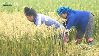 Lúa đông xuân đã đến mùa thu hoạch nhưng vì sao nông dân vùng cánh đồng Mường Lò lại buồn ra mặt?