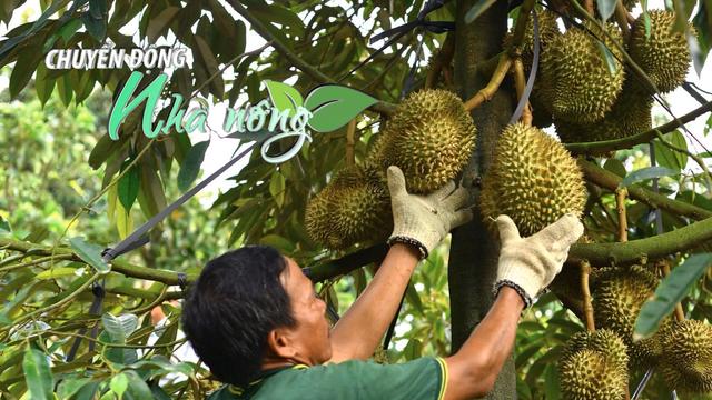 Chuyển động Nhà nông 31/7: Lâm Đồng công bố 39 loại thuốc bảo vệ thực vật được phép sử dụng cho sầu riêng loading=
