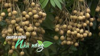 Chuyển động Nhà nông 2/8: Nhãn Hưng Yên "hút" khách, "cháy hàng" từ khi quả còn xanh