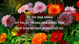 Sổ tay Nhà nông: Nắm rõ bí kíp này khi trồng hoa đồng tiền, nông dân sẽ thu được hiệu quả bất ngờ