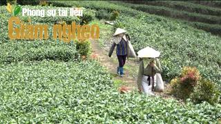 Khi đất và biển hòa vị trong từng búp trà:  Câu chuyện đổi đời ở vùng chè Đường Hoa, Quảng Ninh