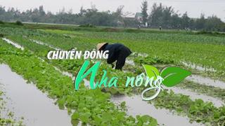 Chuyển động Nhà nông 7/9: Dự báo 22.000-32.000ha sản xuất nông nghiệp sẽ bị ngập úng do bão số 3