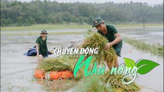 Chuyển động Nhà nông 26/9: Hà Nội khẩn trương bù đắp sản lượng lương thực bị thiếu hụt do bão, lũ