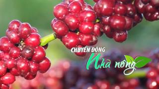 Chuyển động Nhà nông 26/11: Giá cà phê thế giới và trong nước cùng tăng mạnh
