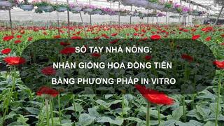 Sổ tay Nhà nông: Kỹ thuật nhân giống hoa đồng tiền bằng phương pháp In Vitro