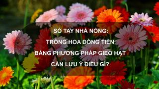 Sổ tay Nhà nông: Trồng hoa đồng tiền bằng phương pháp gieo hạt cần lưu ý điều gì?