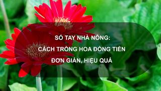 Sổ tay Nhà nông: Cách trồng hoa đồng tiền đơn giản, hiệu quả 