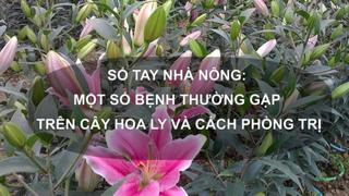 Sổ tay Nhà nông: Một số bệnh thường gặp trên cây hoa ly và cách phòng trị 