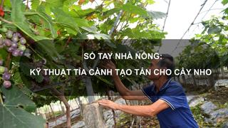 Sổ tay Nhà nông: Hướng dẫn cách tỉa cành, tạo tán cho cây nho sữa