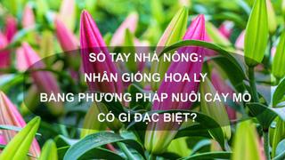 Sổ tay Nhà nông: Nhân giống hoa ly bằng phương pháp nuôi cấy mô có gì đặc biệt? 