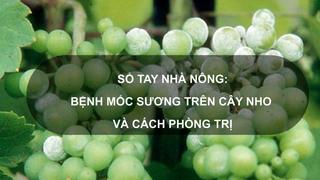 Sổ tay Nhà nông: Bệnh mốc sương trên cây nho sữa và cách phòng trị