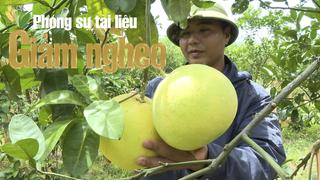 Bưởi Phúc Trạch – Loại cây xóa đói giảm nghèo ở vùng “rốn lũ” Hà Tĩnh