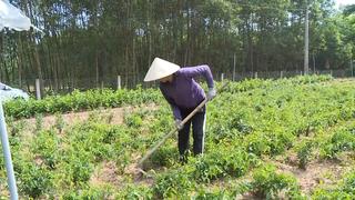 Không trồng keo, sắn nữa: Nông dân Hà Tĩnh chỉ cách làm giàu từ sả và chè vằng