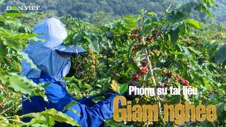 Cà phê chè đang “thay màu” đất dốc Điện Biên